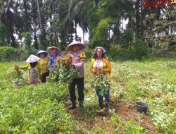 Wujudkan Swasembada Pangan Yang Baik, Bhabinkamtibmas Polsek Pasaman Panen Kacang Bersama Petani