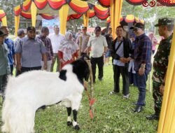 Kontes Ternak Kambing Seni Kota Solok 2024, Ajang Silaturahmi dan Edukasi Peternak Se-Sumatera Barat