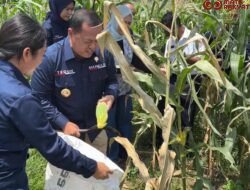 Kepala Zona Bakamla Tengah Pimpin Panen Jagung di Bali