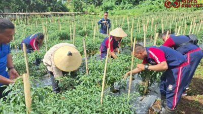 Kepala Zona Bakamla Tengah Pimpin Panen Perdana Cabai di Lahan Mako Baru/Humas Bakamla RI