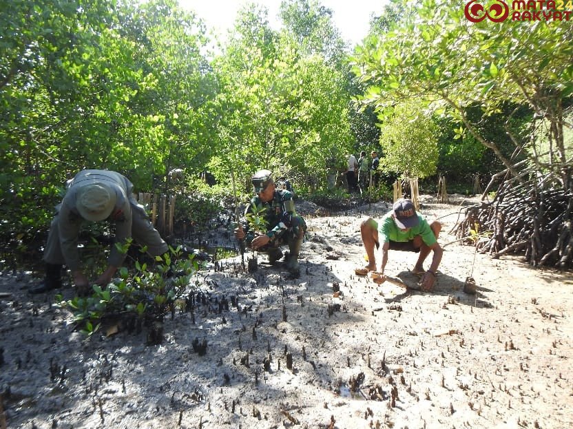 Penanaman Mangrove Kodim 1510/Sula: Langkah Konkret Menjaga Ekosistem Pantai dalam rangkaian Program TMMD Ke-123 di Desa Mangega/Puspen TNI