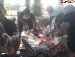 Momentum Hari Raya Idul Adha 1446 H, Iwapaliko Dharmasraya Sembelih Dua Ekor Sapi Qurban