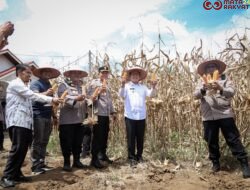 Panen Raya Jagung Serentak Kuartal II, Dihadiri Pemko Payakumbuh, Kapolres dan Forkopimda