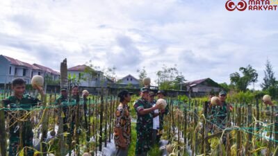 Dandim 1710/Mimika Tinjau Ketahanan Pangan Di Lahan Percontohan Petani Binaan/Puspen TNI