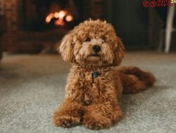 Cara Toilet Training Doggy Agar Tidak Pipis Sembarangan
