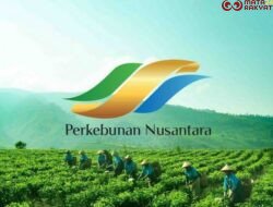 Holding Perkebunan Nusantara Dorong Produk Bernilai Tinggi, Teh Malabar PTPN I Tembus Pasar Premium