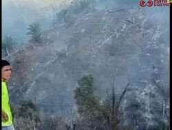 Desak Pemerintah Bertindak Cepat Tangani Karhutla di Padang Lawas: Ratusan Hektare Lahan Terbakar, Warga Menjerit