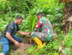 Satgas TMMD 125 Kodim 1506/Namlea Melaksanakan Tanam Bibit Pohon Keras Dengan Target 10.000 Pohon