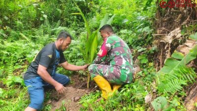 Satgas TMMD 125 Kodim 1506/Namlea Melaksanakan Tanam Bibit Pohon Keras Dengan Target 10.000 Pohon/Puspen TNI