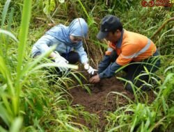 Jaga Kelestarian Alam Indonesia, WSBP Kembali Tanam 536 Pohon Trembesi