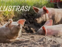 Peternak Babi Di Nias Merasa Tidak Nyaman Dengan Beredarnya Virus ASV Sehingga Merasa Terancam.