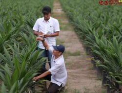 PalmCo, Subholding Holding Perkebunan Nusantara, Cetak Capaian Tertinggi dalam Program Peremajaan Sawit Rakyat