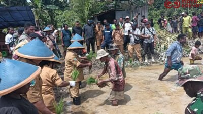Satgas TMMD ke-126 Kodim 1810/Tambrauw dan Dinas Pertanian Tambrauw Gelar Penyuluhan dan Penanaman Padi di Distrik Yembun/Puspen TNI