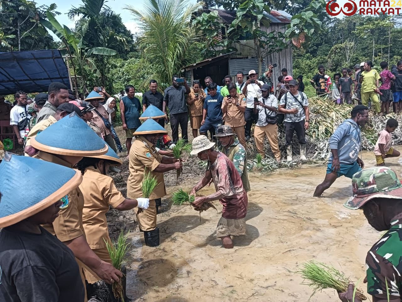 Satgas TMMD ke-126 Kodim 1810/Tambrauw dan Dinas Pertanian Tambrauw Gelar Penyuluhan dan Penanaman Padi di Distrik Yembun/Puspen TNI
