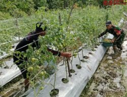 Babinsa Koramil Mapurujaya Bantu Salah Satu Petani Binaan Panen Tomat
