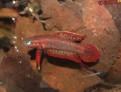 Cupang Alam Endemik Pulau Bangka: Ketika Keindahan Alam Perlu Lebih Banyak Dijaga