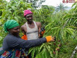 Rp53 Triliun Ekspor Pertanian Afrika Timur Terancam, Hanya 15% Pelaku Usaha Siap Penuhi Aturan Ketertelusuran Uni Eropa