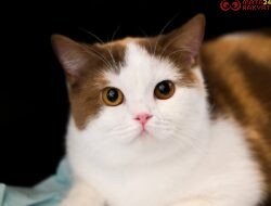 Imlek Dimulai Dengan Cara yang Lebih Meowgic di Grand Galaxy Park Bekasi