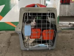 KAI Logistik Kirim Lebih dari 5.200 Hewan Peliharaan selama Periode Nataru 2025/2026