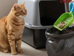 Kenali Tanda Kotoran Kucing Sehat dan Tidak Sehat