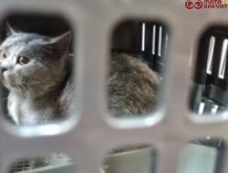 Memasuki Arus Mudik Lebaran, Pengiriman Hewan Peliharaan Via KAI Logistik Meningkat