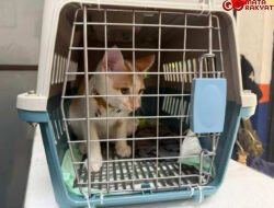 KAI Logistik Catat 13.435 Pengiriman Hewan Saat Ramadan – IdulFitri