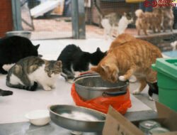 5 Kelebihan Adopsi Kucing Dari Shelter