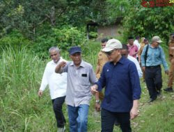 Didorong Kementan, Holding Perkebunan Nusantara Percepat Hilirisasi Gambir Nasional