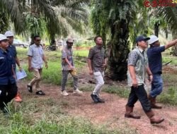 Holding Perkebunan Nusantara Perkuat Pengawasan Operasional, PTPN IV Regional VII Tingkatkan Produktivitas Kebun