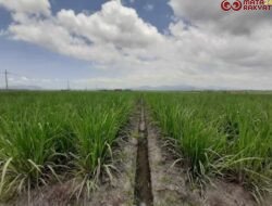 Holding Perkebunan Nusantara Dukung Ketahanan Pangan, PTPN I Masuk Bisnis Singkong dan Jagung