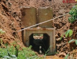 Bupati Annisa Gerak Cepat Kebutuhan Warga, Pasang 9 Box Culvert Tangani Jalan Amblas di Nagari Kurnia Selatan 
