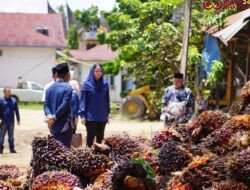 Harga Sawit Anjlok Tak Wajar, Bupati Dharmasraya Surati PKS: Jangan Manipulasi Harga Petani