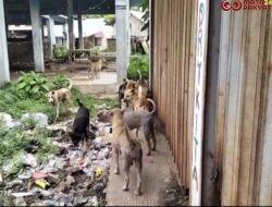 Resahkan Warga, Rombongan Anjing Liar Teror Pemukiman dan Area Publik di IV Koto Pulau Punjung