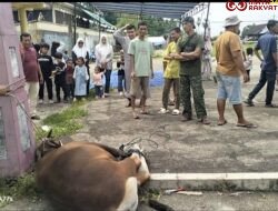 Semarak Idul Adha, Penyembelihan Hewan Kurban di Masjid Raya Pasar Lama Pulau Punjung