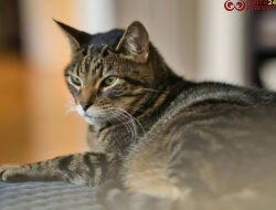 Mengenal Kucing Mujair, Kucing Lokal dengan Karakter Unik yang Banyak Disukai