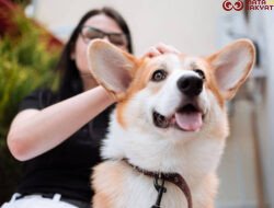 10 Ras Anjing Menggemaskan yang Ramah dan Mudah Dirawat di Rumah