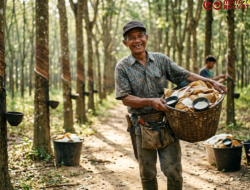 Harga Karet Tembus Rp19.600 per Kilogram, Petani di Dharmasraya Sumringah