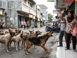 Teror Anjing Liar di Nagari IV Koto Pulau Punjung, Warga: Pemerintah Jangan Hanya Berdalih Aturan