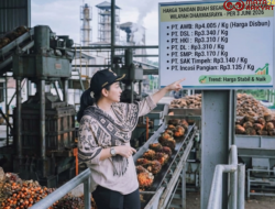 Sidak Bupati Berbuah Manis, Harga TBS Sawit di Dharmasraya Mulai Mengalami Kenaikan 