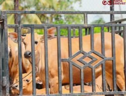 Holding Perkebunan Nusantara Tebar Manfaat Idul Adha, 1.713 Hewan Kurban PalmCo Disalurkan ke Berbagai Daerah