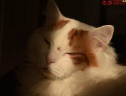Jangan Salah Pilih, Ini Ciri-Ciri Kucing Anggora Asli yang Perlu Diketahui