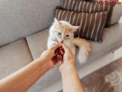 Memilih Makanan Kucing yang Tepat untuk Mendukung Kesehatan Pencernaan