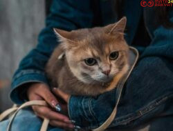 Berapa Usia Kucing dalam Umur Manusia? Simak Penjelasannya