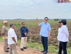 Dukung Program Mandiri Energi Nasional, Holding Perkebunan Nusantara Siapkan 10 Ribu Hektare Lahan Singkong di Lampung