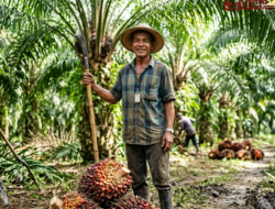 Dibalik Kabar Gembira Harga TBS Sawit Dharmasraya Tembus Rp3.912/Kg, Ada Harapan Petani Kepada Pihak RAM Lebih Transparansi dan Jujur