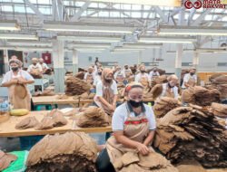 Holding Perkebunan Nusantara Perkuat Daya Saing Global, Tembakau Premium PTPN I Jadi Andalan Industri Cerutu Dunia