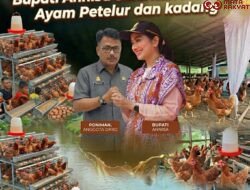 Sinergi Nyata Poniman dan Bupati Annisa: Usai Jalan Mulus, Nagari Sungai Langkok Kini Dibanjiri Bantuan Ayam Petelur