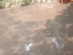 Diduga Limbah PT DL Kembali Cemari Sungai Koto Balai 