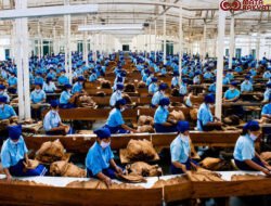 Holding Perkebunan Nusantara Dukung Penciptaan Lapangan Kerja, PTPN I Serap 15–20 Ribu Pekerja di Pabrik Tembakau
