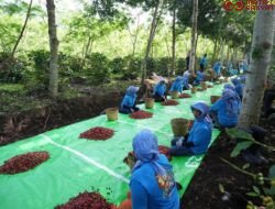 Holding Perkebunan Nusantara Perkuat Diversifikasi Agribisnis, Produksi Kopi PTPN IV PalmCo Melonjak 225 Persen